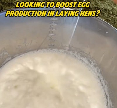مرغوں میں انڈے کی پیداوار کو بڑھانے کے لئے تلاش?